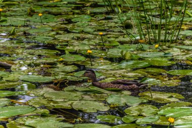 Parktaki göldeki ördekler. Vahşi ördekler göle yansıyor. Çok renkli kuş tüyleri var. Ördekler ve drenler olan bir gölet. Suyun yüzeyindeki ördek yemi. Ördekler suda yemek yer.