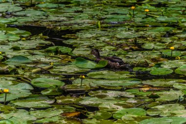 Parktaki göldeki ördekler. Vahşi ördekler göle yansıyor. Çok renkli kuş tüyleri var. Ördekler ve drenler olan bir gölet. Suyun yüzeyindeki ördek yemi. Ördekler suda yemek yer.