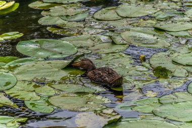 Parktaki göldeki ördekler. Vahşi ördekler göle yansıyor. Çok renkli kuş tüyleri var. Ördekler ve drenler olan bir gölet. Suyun yüzeyindeki ördek yemi. Ördekler suda yemek yer.