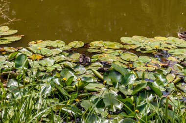 Parktaki göldeki ördekler. Vahşi ördekler göle yansıyor. Çok renkli kuş tüyleri var. Ördekler ve drenler olan bir gölet. Suyun yüzeyindeki ördek yemi. Ördekler suda yemek yer.