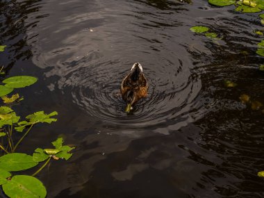 Parktaki göldeki ördekler. Vahşi ördekler göle yansıyor. Çok renkli kuş tüyleri var. Ördekler ve drenler olan bir gölet. Suyun yüzeyindeki ördek yemi. Ördekler suda yemek yer.