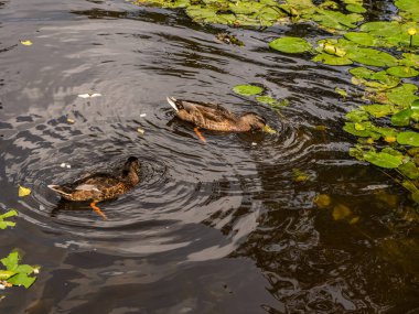 Parktaki göldeki ördekler. Vahşi ördekler göle yansıyor. Çok renkli kuş tüyleri var. Ördekler ve drenler olan bir gölet. Suyun yüzeyindeki ördek yemi. Ördekler suda yemek yer.
