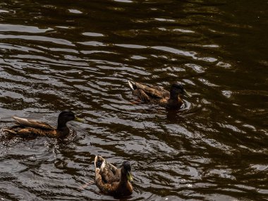 Parktaki göldeki ördekler. Vahşi ördekler göle yansıyor. Çok renkli kuş tüyleri var. Ördekler ve drenler olan bir gölet. Suyun yüzeyindeki ördek yemi. Ördekler suda yemek yer.