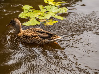 Parktaki göldeki ördekler. Vahşi ördekler göle yansıyor. Çok renkli kuş tüyleri var. Ördekler ve drenler olan bir gölet. Suyun yüzeyindeki ördek yemi. Ördekler suda yemek yer.