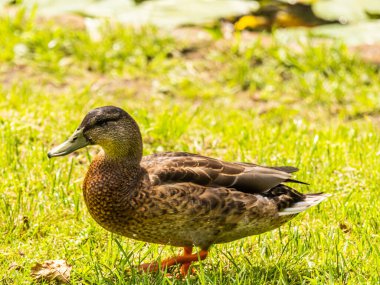 Parktaki göldeki ördekler. Vahşi ördekler göle yansıyor. Çok renkli kuş tüyleri var. Ördekler ve drenler olan bir gölet. Suyun yüzeyindeki ördek yemi. Ördekler suda yemek yer.