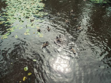 Parktaki göldeki ördekler. Vahşi ördekler göle yansıyor. Çok renkli kuş tüyleri var. Ördekler ve drenler olan bir gölet. Suyun yüzeyindeki ördek yemi. Ördekler suda yemek yer.