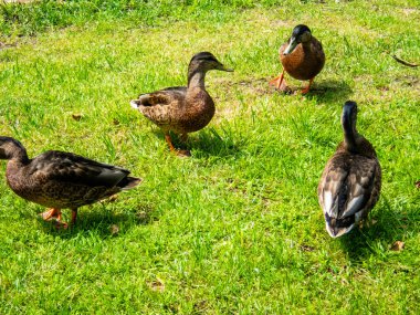 Parktaki göldeki ördekler. Vahşi ördekler göle yansıyor. Çok renkli kuş tüyleri var. Ördekler ve drenler olan bir gölet. Suyun yüzeyindeki ördek yemi. Ördekler suda yemek yer.