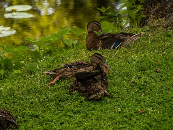 Ducks on the pond in the park. Wild ducks are reflected in the lake. Multi-colored feathers of birds. A pond with ducks and drakes. Duck feed on the surface of the water. Ducks eat food in the water