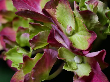 Pembe, mavi, leylak, menekşe, mor ortanca çiçeği (Hydrangea makrophylla) bir bahçede bahar ve yaz mevsiminde çiçek açar. Ortanca macrophylla Ortensiya çiçeklerinin güzel çalısı