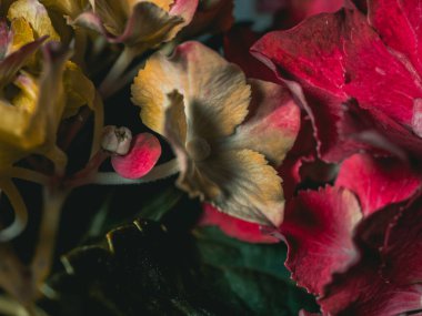 Pembe, mavi, leylak, menekşe, mor ortanca çiçeği (Hydrangea makrophylla) bir bahçede bahar ve yaz mevsiminde çiçek açar. Ortanca macrophylla Ortensiya çiçeklerinin güzel çalısı