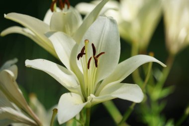 Yeşil yapraklar üzerinde güzel bir Lily çiçeği. Lilium longiflorum çiçekleri bahçede. Arkaplan dokusu, turuncu tomurcuklu zambak gibi yanıyor. Görüntü bitkisi turuncu tropikal çiçek açan kaplan zambağı