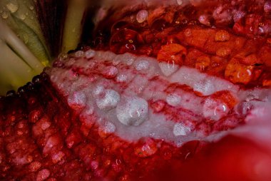 Yeşil yapraklar üzerinde güzel bir Lily çiçeği. Lilium longiflorum çiçekleri bahçede. Arkaplan dokusu, turuncu tomurcuklu zambak gibi yanıyor. Görüntü bitkisi turuncu tropikal çiçek açan kaplan zambağı