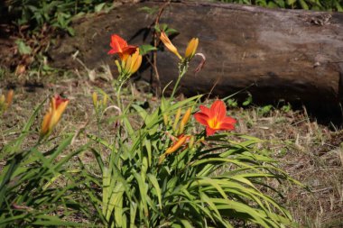 Yeşil yapraklar üzerinde güzel bir Lily çiçeği. Lilium longiflorum çiçekleri bahçede. Arkaplan dokusu, turuncu tomurcuklu zambak gibi yanıyor. Görüntü bitkisi turuncu tropikal çiçek açan kaplan zambağı