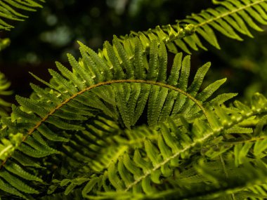 Eğreltiotu yeşili yapraklar. Tropik arkaplan.