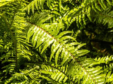 Eğreltiotu yeşili yapraklar. Tropik arkaplan.