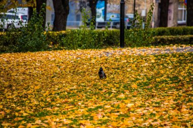 Riga, Letonya. Fotoğraf Grizinkalns Park 'ta çekildi. Sonbaharda park et ve yedek bırak. Sonbahar arkaplanı. Sonbahar ormanı. Yere düşen yapraklar. Sarı sonbahar ormanı