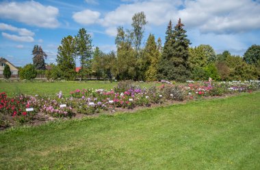 Vahşi Gül İlacının Çiçekleri. Vahşi gül çalıları. Gül kalça çiçekleri yakın plan.