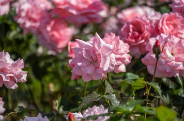Vahşi Gül İlacının Çiçekleri. Vahşi gül çalıları. Gül kalça çiçekleri yakın plan.