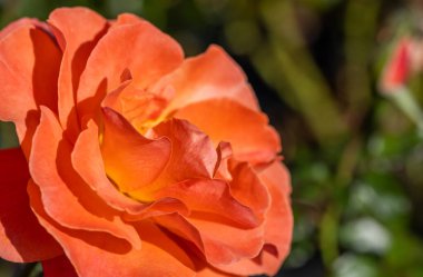 Vahşi Gül İlacının Çiçekleri. Vahşi gül çalıları. Gül kalça çiçekleri yakın plan.