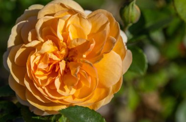 Vahşi Gül İlacının Çiçekleri. Vahşi gül çalıları. Gül kalça çiçekleri yakın plan.