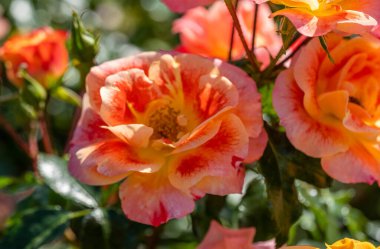 Vahşi Gül İlacının Çiçekleri. Vahşi gül çalıları. Gül kalça çiçekleri yakın plan.