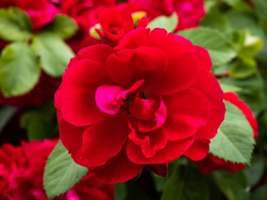 Vahşi Gül İlacının Çiçekleri. Vahşi gül çalıları. Gül kalça çiçekleri yakın plan.