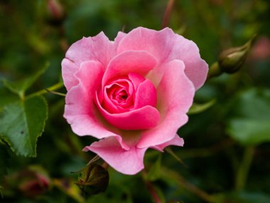 Vahşi Gül İlacının Çiçekleri. Vahşi gül çalıları. Gül kalça çiçekleri yakın plan.