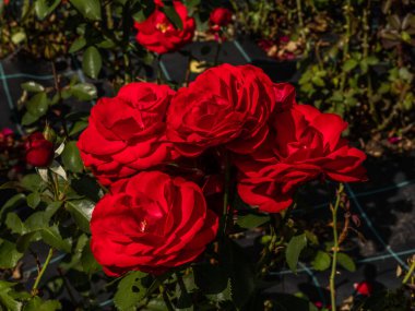 Vahşi Gül İlacının Çiçekleri. Vahşi gül çalıları. Gül kalça çiçekleri yakın plan.