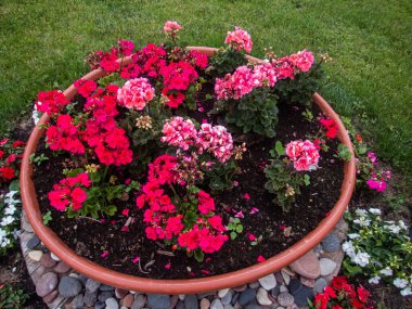 Vahşi Gül İlacının Çiçekleri. Vahşi gül çalıları. Gül kalça çiçekleri yakın plan.