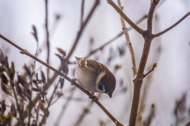 Ağaç dalında oturan serçe kuş. Yalnız serçe bir dala oturur.