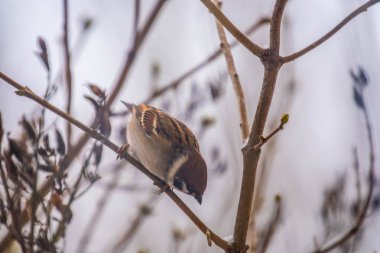 Ağaç dalında oturan serçe kuş. Yalnız serçe bir dala oturur.