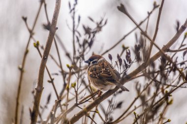 Ağaç dalında oturan serçe kuş. Yalnız serçe bir dala oturur.