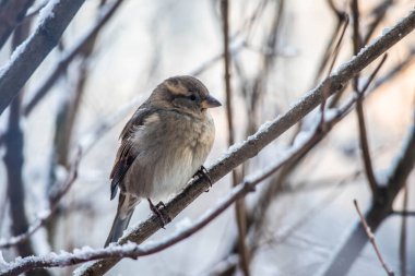 Ağaç dalında oturan serçe kuş. Yalnız serçe bir dala oturur.
