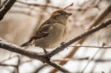 Ağaç dalında oturan serçe kuş. Yalnız serçe bir dala oturur.