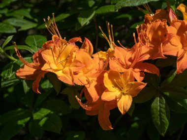 Bahar bahçesinde çiçek açan Rhododendron. Güzel pembe Rhododendron yakın çekim
