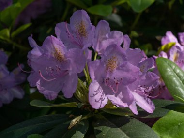 Bahar bahçesinde çiçek açan Rhododendron. Güzel pembe Rhododendron yakın çekim