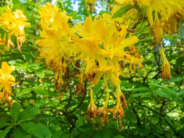 Bahar bahçesinde çiçek açan Rhododendron. Güzel pembe Rhododendron yakın çekim