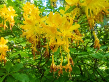 Bahar bahçesinde çiçek açan Rhododendron. Güzel pembe Rhododendron yakın çekim