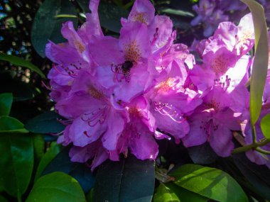 Bahar bahçesinde çiçek açan Rhododendron. Güzel pembe Rhododendron yakın çekim