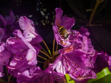 Bahar bahçesinde çiçek açan Rhododendron. Güzel pembe Rhododendron yakın çekim