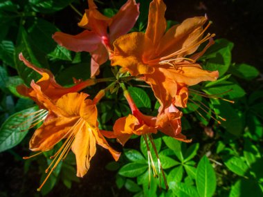 Bahar bahçesinde çiçek açan Rhododendron. Güzel pembe Rhododendron yakın çekim
