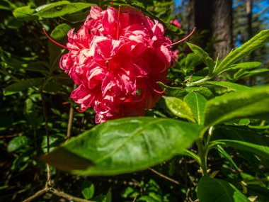 Bahar bahçesinde çiçek açan Rhododendron. Güzel pembe Rhododendron yakın çekim