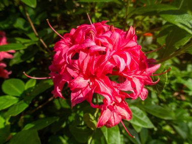 Bahar bahçesinde çiçek açan Rhododendron. Güzel pembe Rhododendron yakın çekim