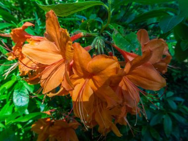 Bahar bahçesinde çiçek açan Rhododendron. Güzel pembe Rhododendron yakın çekim