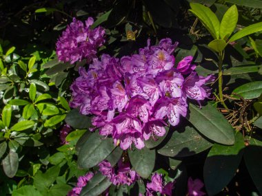 Bahar bahçesinde çiçek açan Rhododendron. Güzel pembe Rhododendron yakın çekim