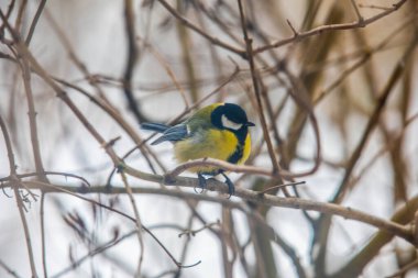 Great tit on birch branch during snowfall, close up