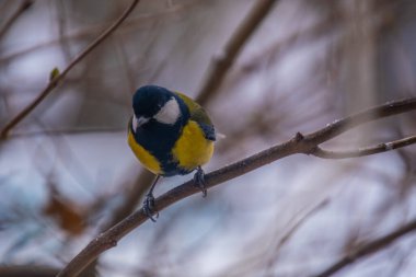Great tit on birch branch during snowfall, close up