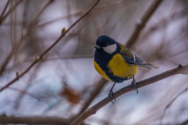 Great tit on birch branch during snowfall, close up