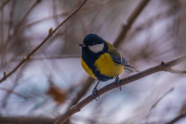 Great tit on birch branch during snowfall, close up
