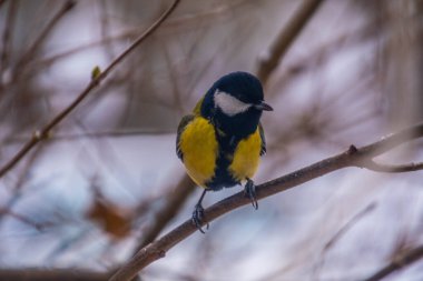 Great tit on birch branch during snowfall, close up